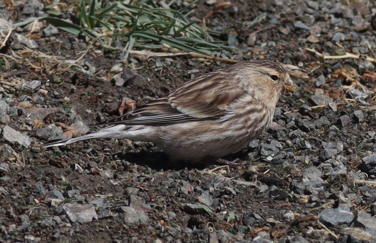 Twite (Linaria flavirostris)