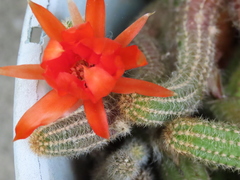 Aporocactus flagelliformis