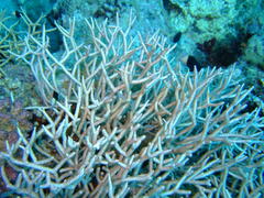 Melithaea rubrinodis