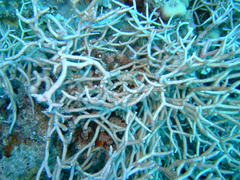 Melithaea rubrinodis