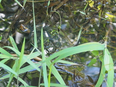 Kinosternon leucostomum