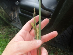 Carex hyalinolepis