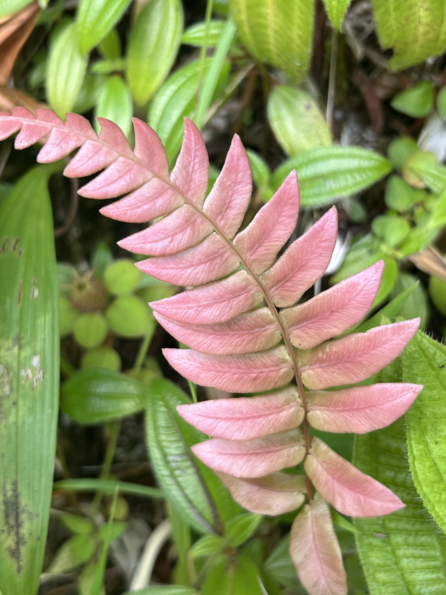Blechnum occidentale