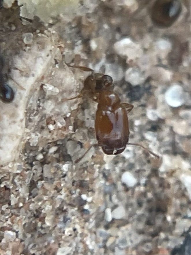 Pheidole humeralis