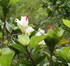 Hibiscus arnottianus