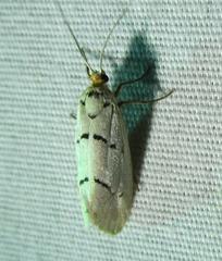 Enaemia atrolinea