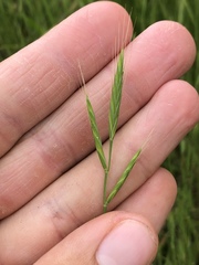 Brachypodium distachyon