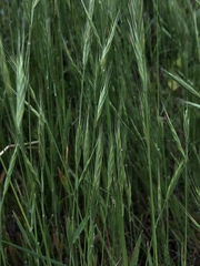 Brachypodium distachyon