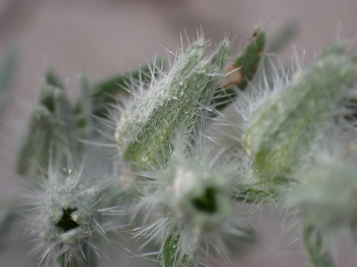 Image of Oreocarya wetherillii by (c) Jared Shorma, some rights reserved (CC BY)