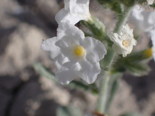 Image of Oreocarya wetherillii by (c) Jared Shorma, some rights reserved (CC BY)