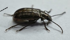 Helops laetus