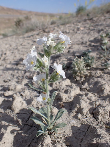Wetherill's Cat's-Eye (Oreocarya wetherillii)