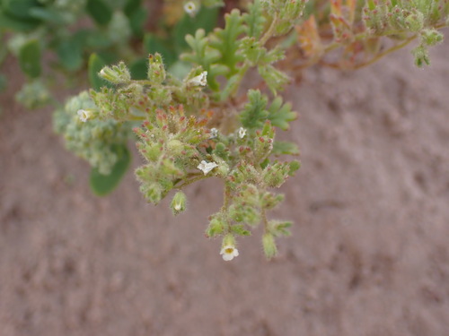 Image of Phacelia ivesiana by (c) Jared Shorma, some rights reserved (CC BY)