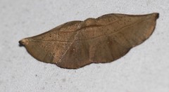 Xenomusa metallica