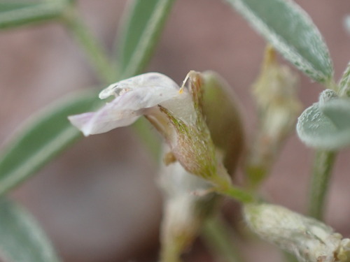 Image of Astragalus geyeri by (c) Jared Shorma, some rights reserved (CC BY)