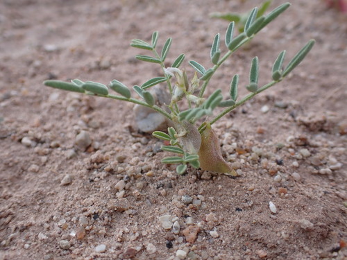 Image of Astragalus geyeri by (c) Jared Shorma, some rights reserved (CC BY)
