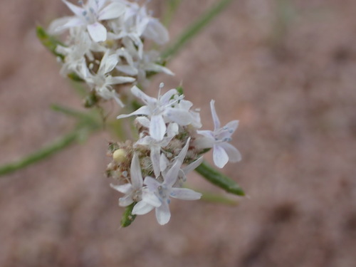 Image of Ipomopsis gunnisonii by (c) Jared Shorma, some rights reserved (CC BY)