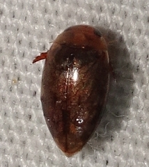 Laccophilus proximus