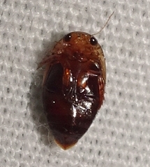 Laccophilus proximus