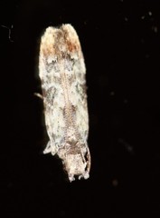 Hypatima