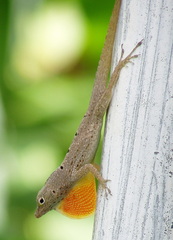 Banded Anole photo 2