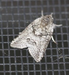Nycteola polycyma
