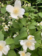 Philadelphus coronarius