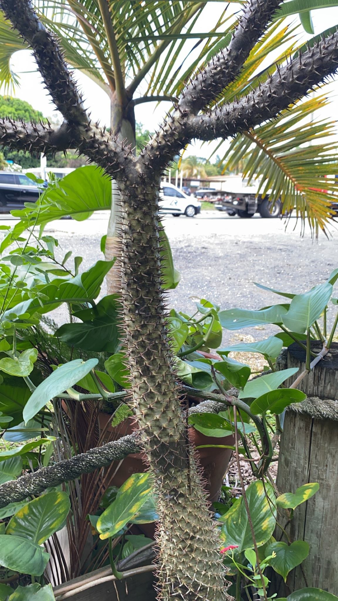 Imagem de Pachypodium