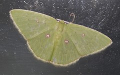 Comostola leucomerata