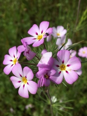 Leptosiphon montanus