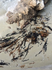 Carpophyllum maschalocarpum