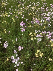 Leptosiphon montanus