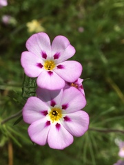 Leptosiphon montanus