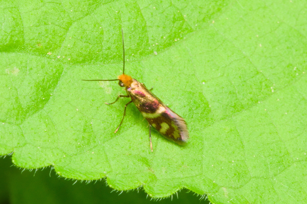 Micropterix osthelderi