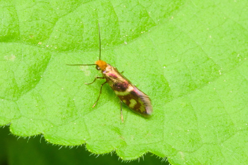 Micropterix osthelderi