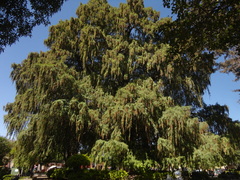 Taxodium mucronatum