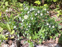 Euphrasia maximowiczii