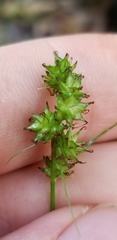 Carex muehlenbergii