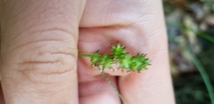 Carex muehlenbergii