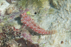 Synchiropus morrisoni