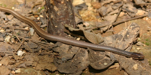 Ground Snake