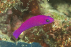Magneta Dottyback photo 3