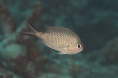 Chromis ternatensis