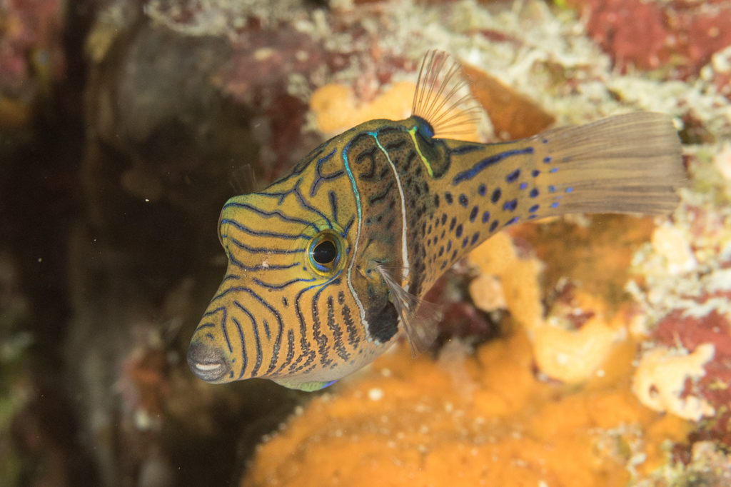 Puffers and Filefishes
