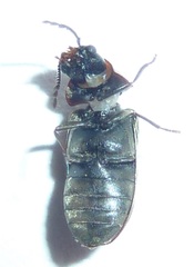 Vrilletta decorata