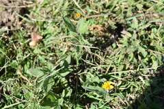 Wedelia acapulcensis