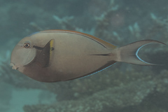 Acanthurus nigricauda