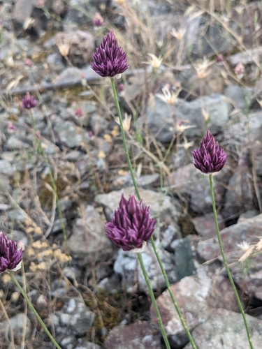 Image of Allium junceum by (c) Marios Thoma, some rights reserved (CC BY)