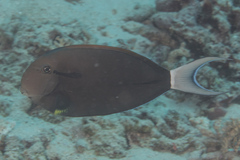 Acanthurus nigricauda