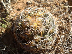 Coryphantha radians